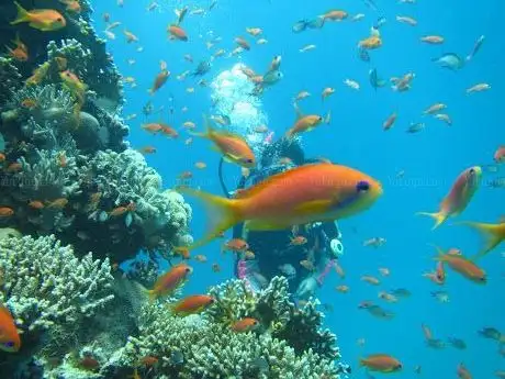 Photo de Red Sea Diving
