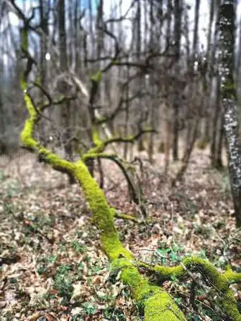 Photo de Office National des Forêts