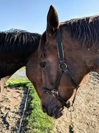Photo de Hill Farm Livery Yard