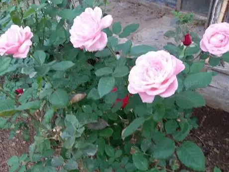 Photo de Hüsnü Özdemir Parkı