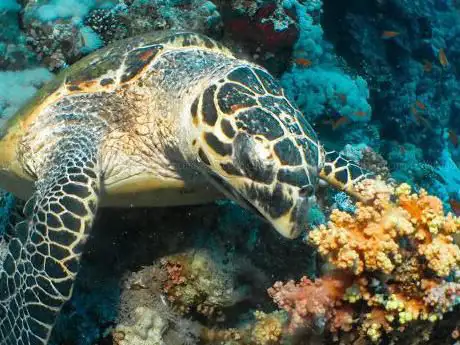 Photo de We Dive Senago