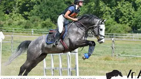 Photo de AnV Equitation