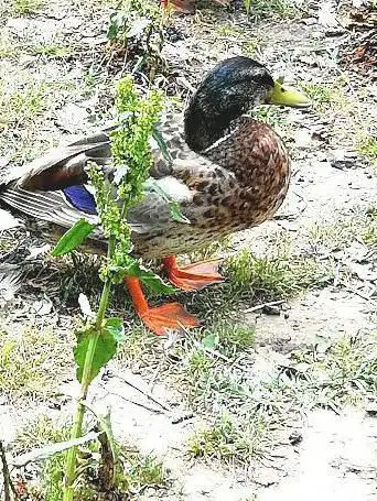 Photo de Parc des canards