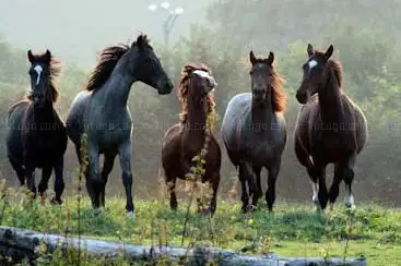 Photo de Equestrian Center - Pony Club La Courbette