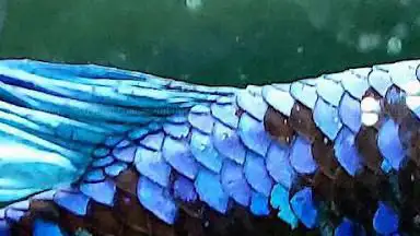 Photo de Bubba's Shrimps - Nano Aquarium