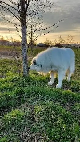 Photo of Parc canin Soignies