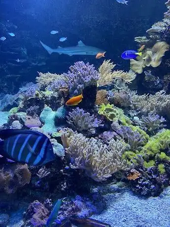 Photo of Tropikariet