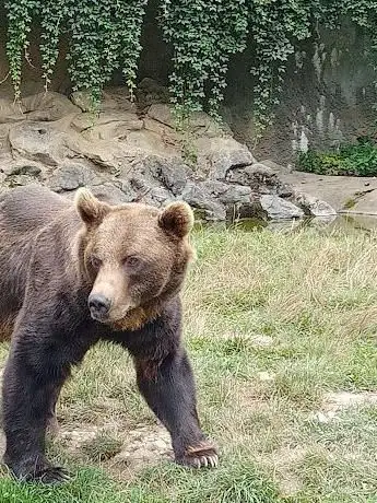 Photo de Parc'Ours