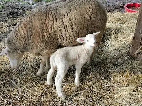 Photo de La Ferme Du Petit Poucet