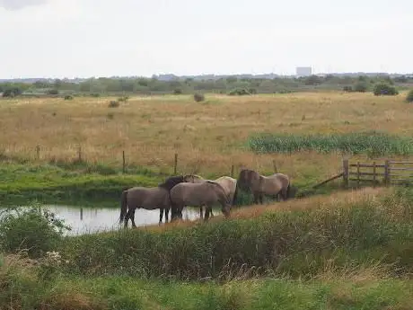 Photo de RSPB Old Hall Marshes