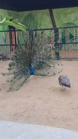 Photo de Peafowl Birds