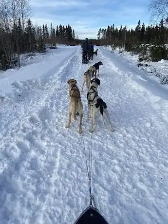 Photo de Séjour Laponie - Chien de traîneau et séjours nature en Laponie suédoise