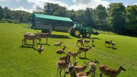 Photo of Bucklebury Farm & Deer Safari Park