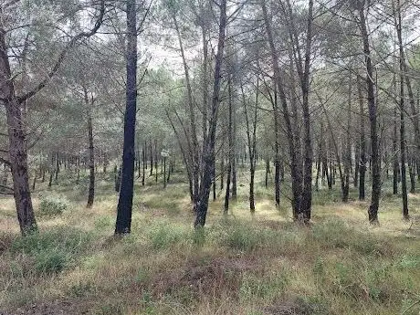 Photo de Mata Nacional Das Virtudes
