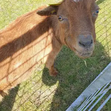 Photo de Les Fermes de Gally - Ferme Ouverte, Vente directe
