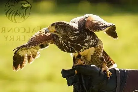 Photo de Falconry Kerry (in Killarney)