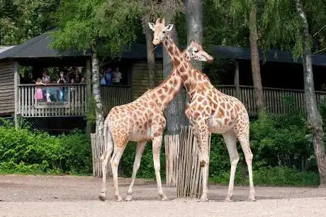 Photo of Burgers' zoo