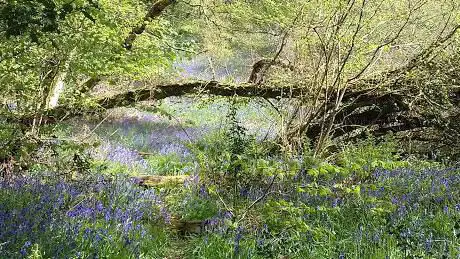 Photo de Prior's Wood