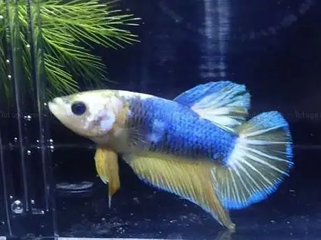 Photo de Aquariumkultur und Dekoration