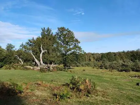 Photo de Hothfield Heathlands Nature Reserve