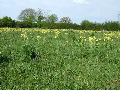 Photo de Martins' Meadows