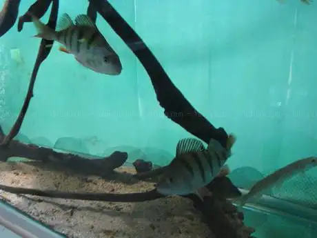 Photo de MAISON AQUARIUM DU VAL DE BESBRE lundi de Pentecôte ouvert de 14H30 à 18H.