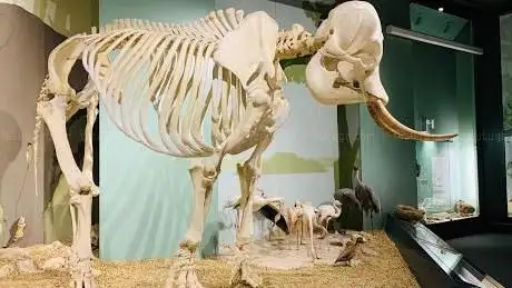 Photo de Naturmuseum Augsburg