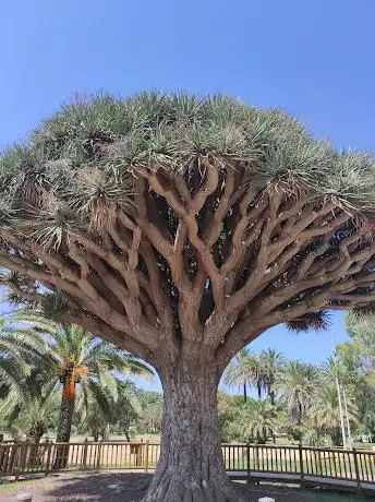Photo de Ãrbol Drago Centenario