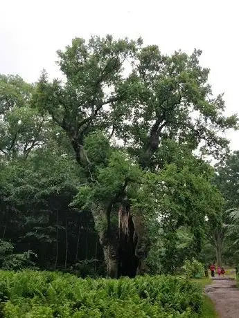Photo de Bosjöklostereken
