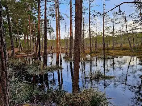 Photo de Anagach Woods