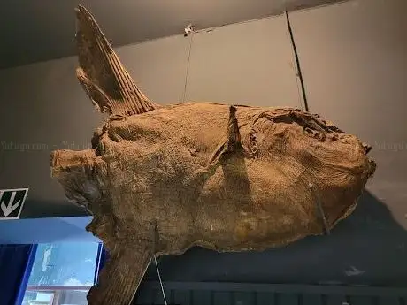 Photo de Rovinj Aquarium