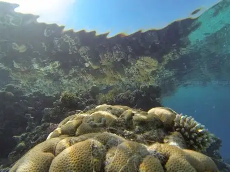 Photo de Nuweiba Divers Lasirene