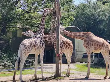 Photo de Paignton Zoo Environmental Park