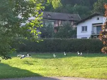 Photo de Enclos poules noir d'Alsace