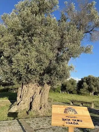Photo de Umay Nine Ağacı Olive