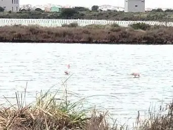 Photo de Salins de Frontignan