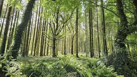 Photo de Kilmurry Woods(Coill Chill Mhuire)
