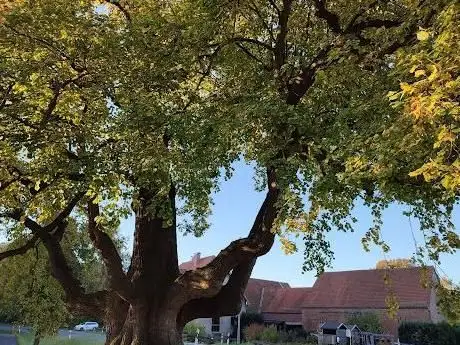 Photo de Tanzlinde Bexten