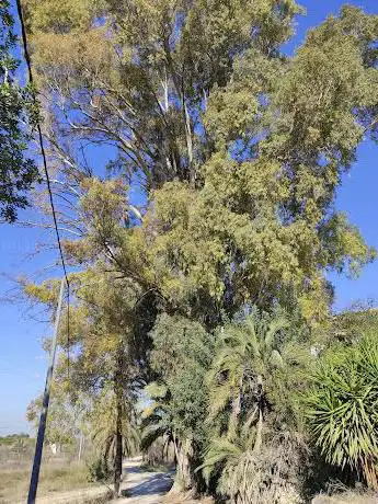 Photo de Eucalipto del Mayayo