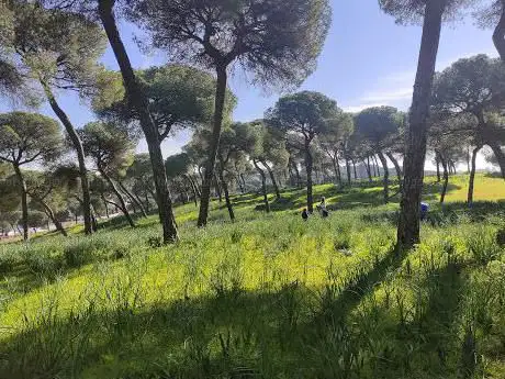 Photo de Pinares De Oromana
