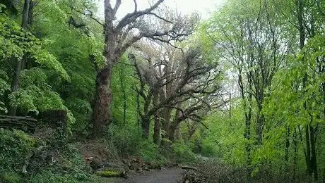 Foto de Belvoir Park Forest