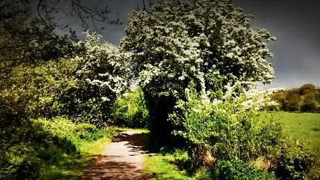 Burntollet Wood