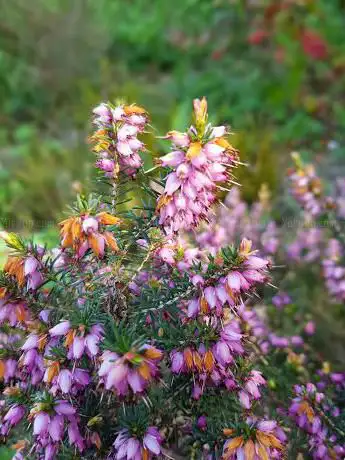 Photo de Jones' Rough Nature Reserve