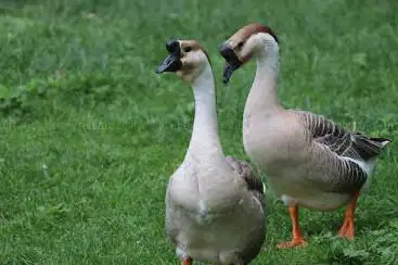 Photo de parc animalier des Vernaux
