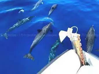 Photo de Amphitrite Martinique : à la rencontre des cétacés -dauphins