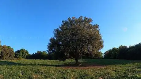 Photo de Ãrbol solitario