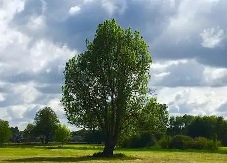 Photo de Rintger Bruch