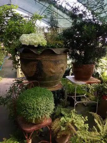 Photo de Giardino Botanico