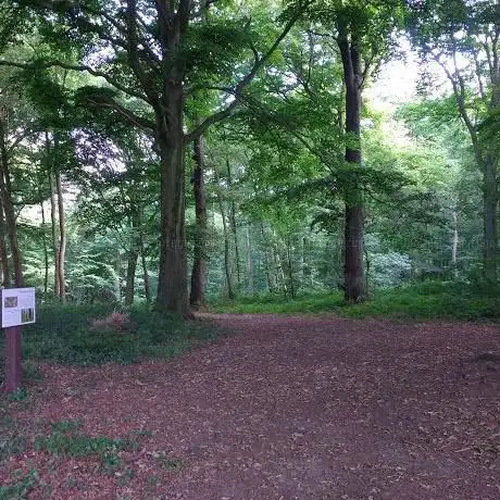 Photo de Bois de l'Escavée