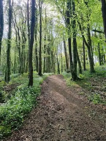 Active Tribe Courtown Woods